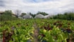 Fresh City Farms